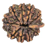 9 Mukhi Ganesh 26.5mm 4.44gm - Rudraksha back