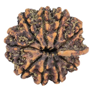 9 Mukhi Ganesh 26.5mm 4.44gm - Rudraksha back