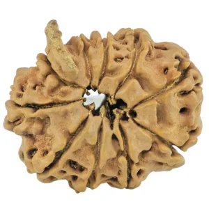 10 Mukhi Ganesh 23.8mm 2.77gm - Rudraksha back