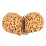 9 MK Gaurishankar 44.7mm 9.57gm - Rudraksha back