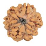 1MK(Underdeveloped) 24.2mm 4.71gm - Rudraksha back