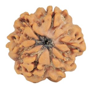 1MK(Underdeveloped) 24.2mm 4.71gm - Rudraksha back