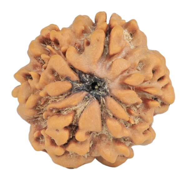 1MK(Underdeveloped) 24.2mm 4.71gm - Rudraksha back