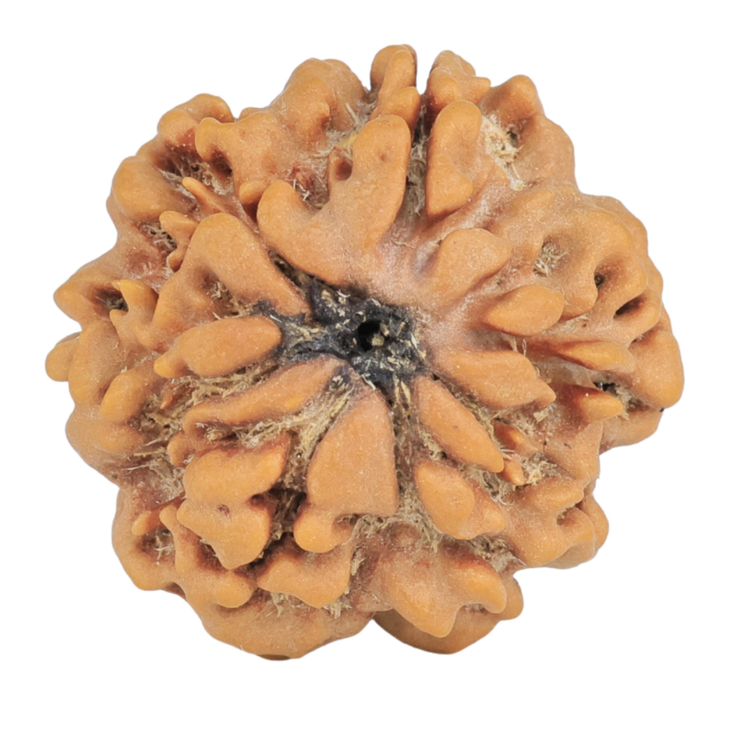 1MK(Underdeveloped) 24.2mm 4.71gm - Rudraksha back