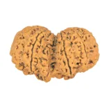 9 MK Gaurishankar 38.3mm 8.2gm - Rudraksha back
