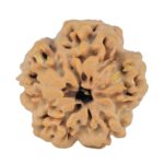 1MK(Underdeveloped) 23.2mm 4.38gm - Rudraksha back