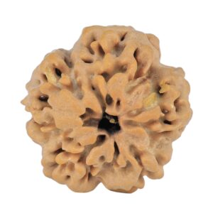 1MK(Underdeveloped) 23.2mm 4.38gm - Rudraksha back