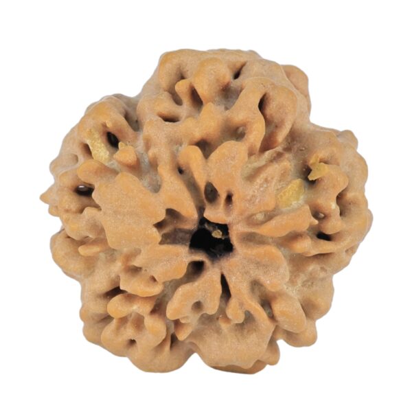 1MK(Underdeveloped) 23.2mm 4.38gm - Rudraksha back