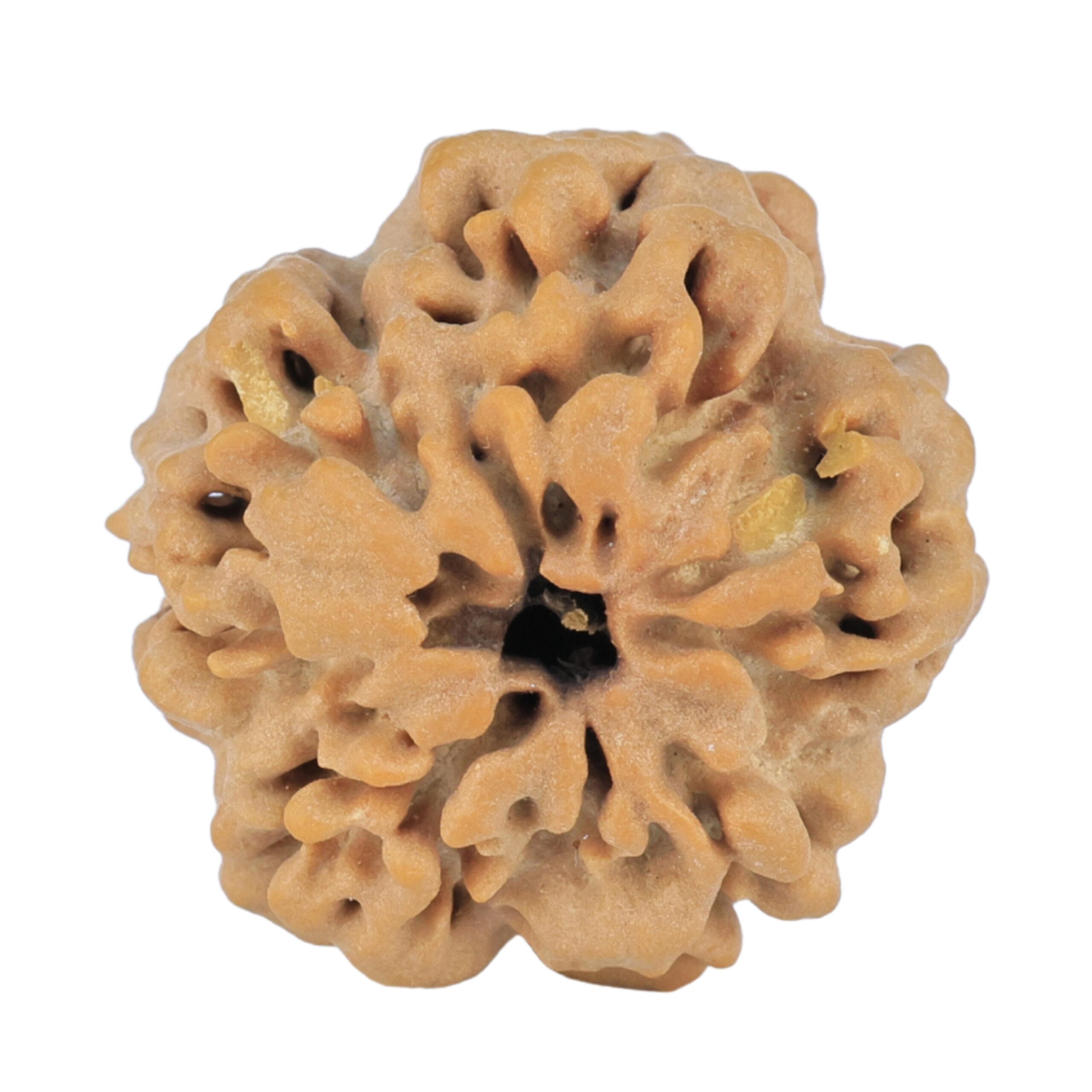 1MK(Underdeveloped) 23.2mm 4.38gm - Rudraksha back