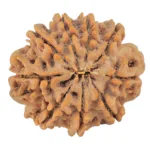 9 Mukhi Rudraksha 26.3mm 5.12gm - Rudraksha back