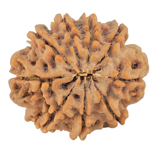 9 Mukhi Rudraksha 26.3mm 5.12gm - Rudraksha back
