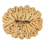 14 Mukhi Rudraksha 32.7mm 4.8gm - Rudraksha back