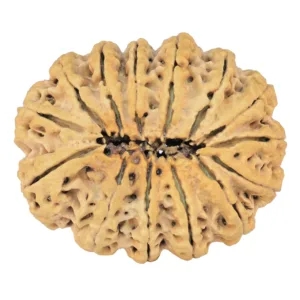 14 Mukhi Rudraksha 32.7mm 4.8gm - Rudraksha back
