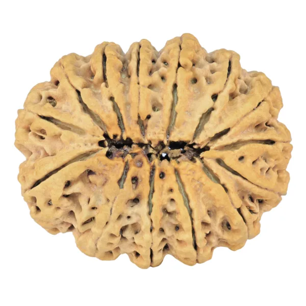 14 Mukhi Rudraksha 32.7mm 4.8gm - Rudraksha back