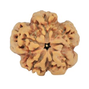 1MK(Underdeveloped) 24.1mm 4.22gm - Rudraksha back