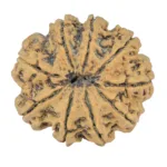 9 Mukhi Rudraksha 28.5mm 5.54gm - Rudraksha back