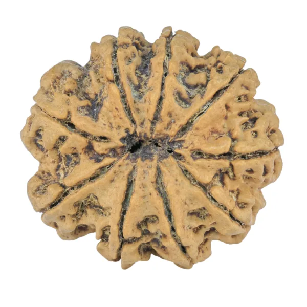 9 Mukhi Rudraksha 28.5mm 5.54gm - Rudraksha back