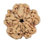 1MK(Underdeveloped) 24.5mm 4.56gm - Rudraksha back
