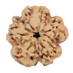 1MK(Underdeveloped) 24.5mm 4.56gm - Rudraksha back