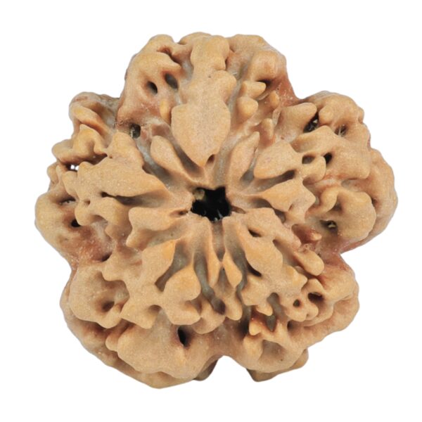 1MK(Underdeveloped) 24.5mm 4.56gm - Rudraksha back