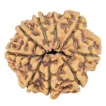 9 Mukhi Rudraksha 25.5mm 3.84gm - Rudraksha back