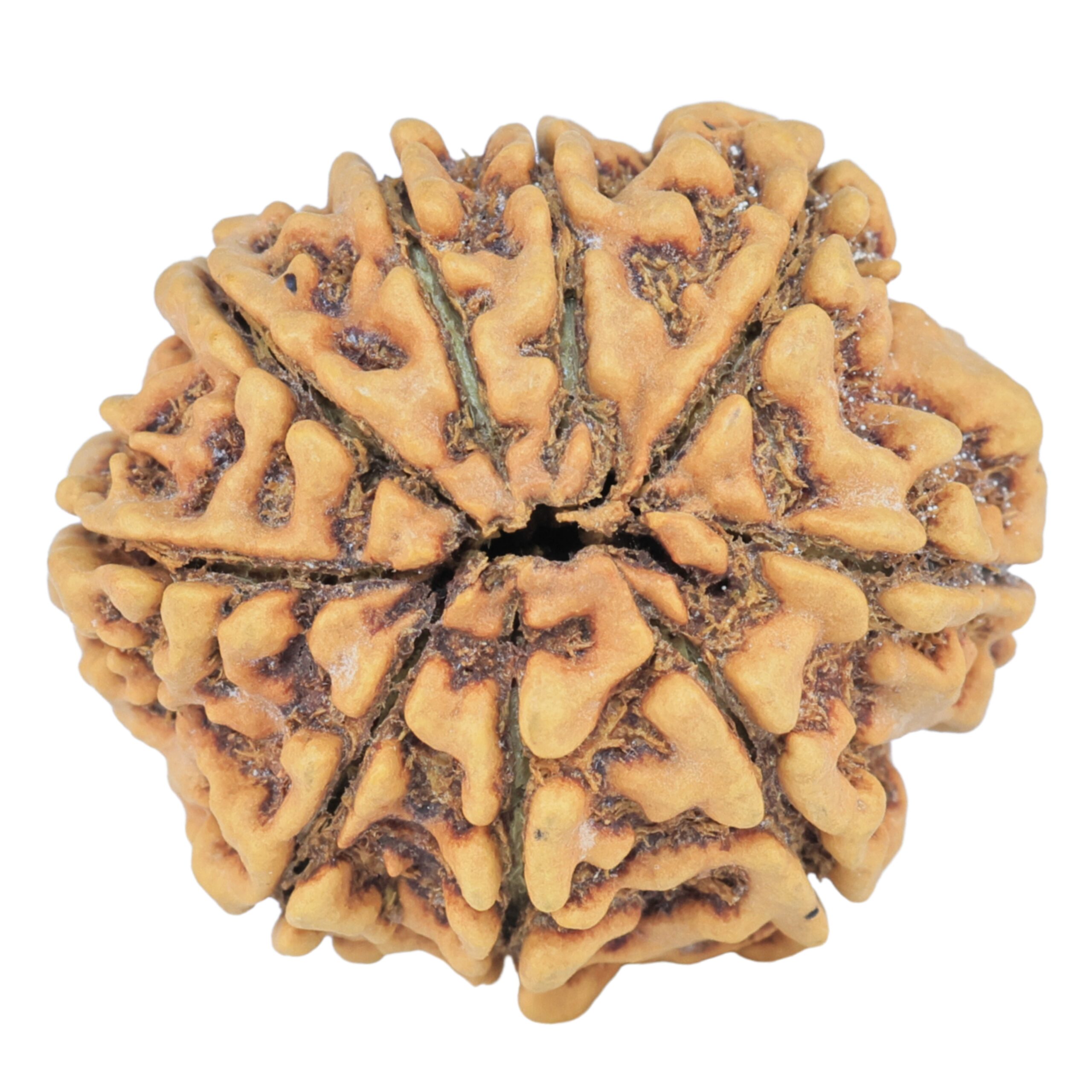 9 Mukhi Rudraksha 25.5mm 3.84gm - Rudraksha back