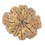 9 Mukhi Rudraksha 31.5mm 6.41gm - Rudraksha back