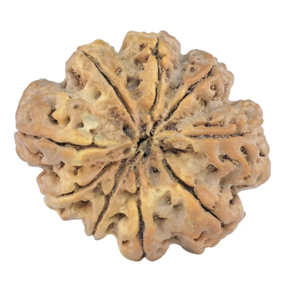9 Mukhi Rudraksha 31.5mm 6.41gm - Rudraksha back