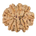9 Mukhi Rudraksha 26.3mm 4.91gm - Rudraksha back