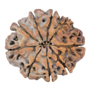 9 Mukhi Rudraksha 25.5mm 4.31gm - Rudraksha back