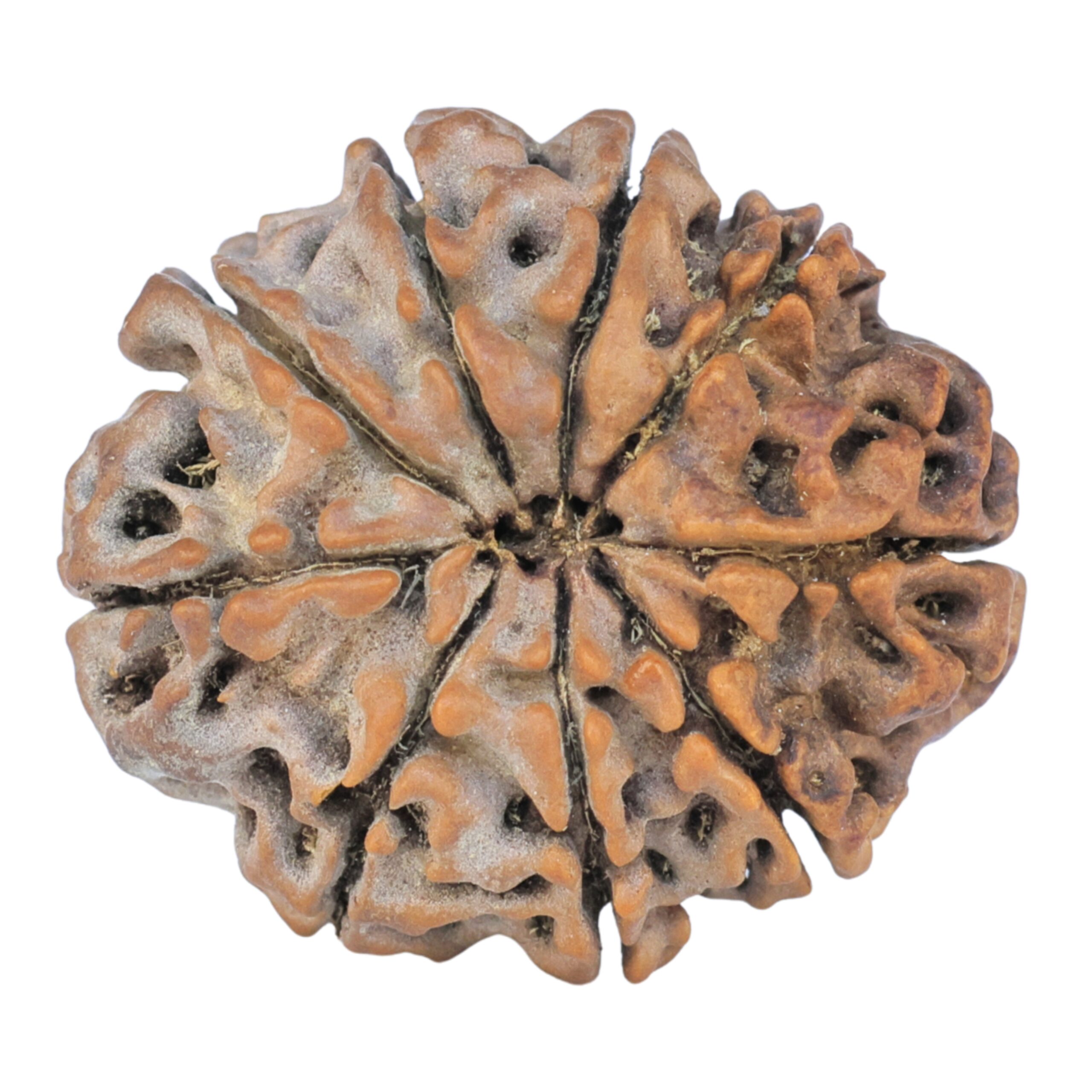 9 Mukhi Rudraksha 25.5mm 4.31gm - Rudraksha back