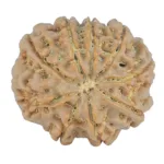 9 Mukhi Rudraksha 25.2mm 4.78gm - Rudraksha back