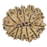 12 Mukhi Rudraksha 25.4mm 3.27gm - Rudraksha back