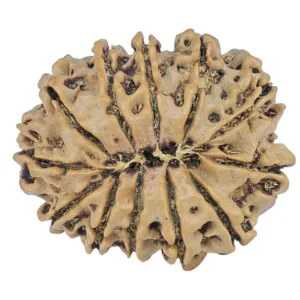 12 Mukhi Rudraksha 25.4mm 3.27gm - Rudraksha back