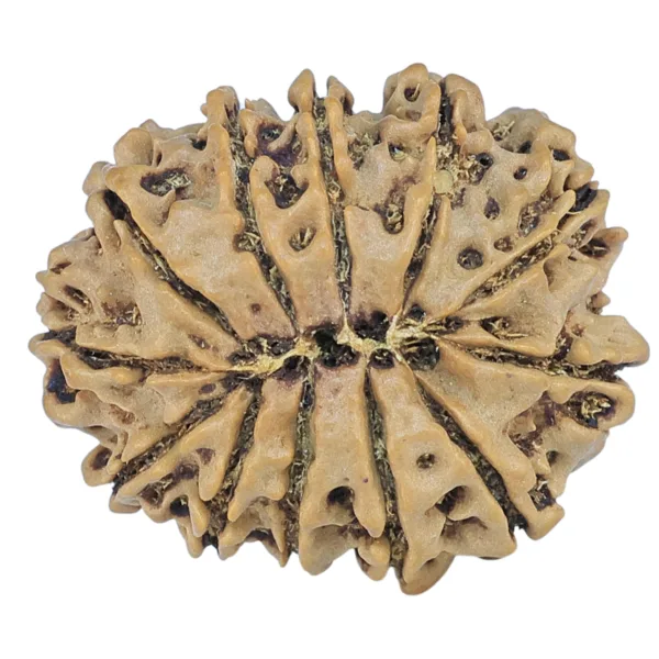 12 Mukhi Rudraksha 25.4mm 3.27gm - Rudraksha back