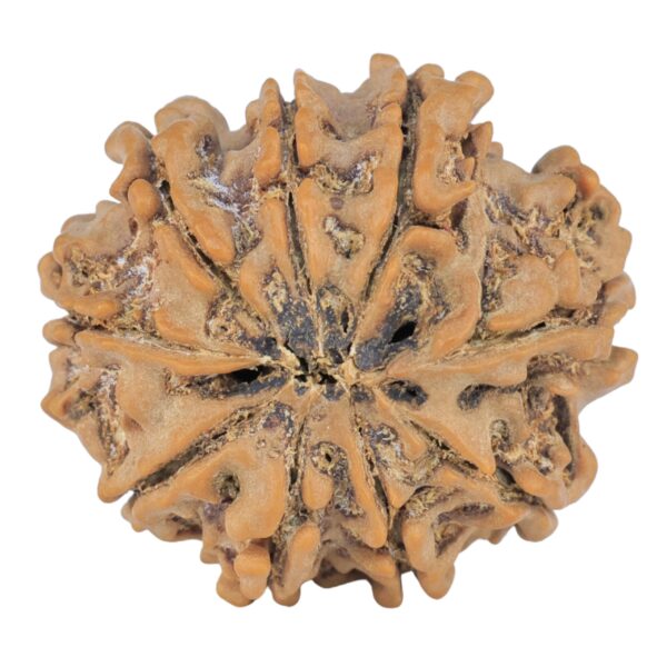 9 Mukhi Rudraksha 25.1mm 3.8gm - Rudraksha back