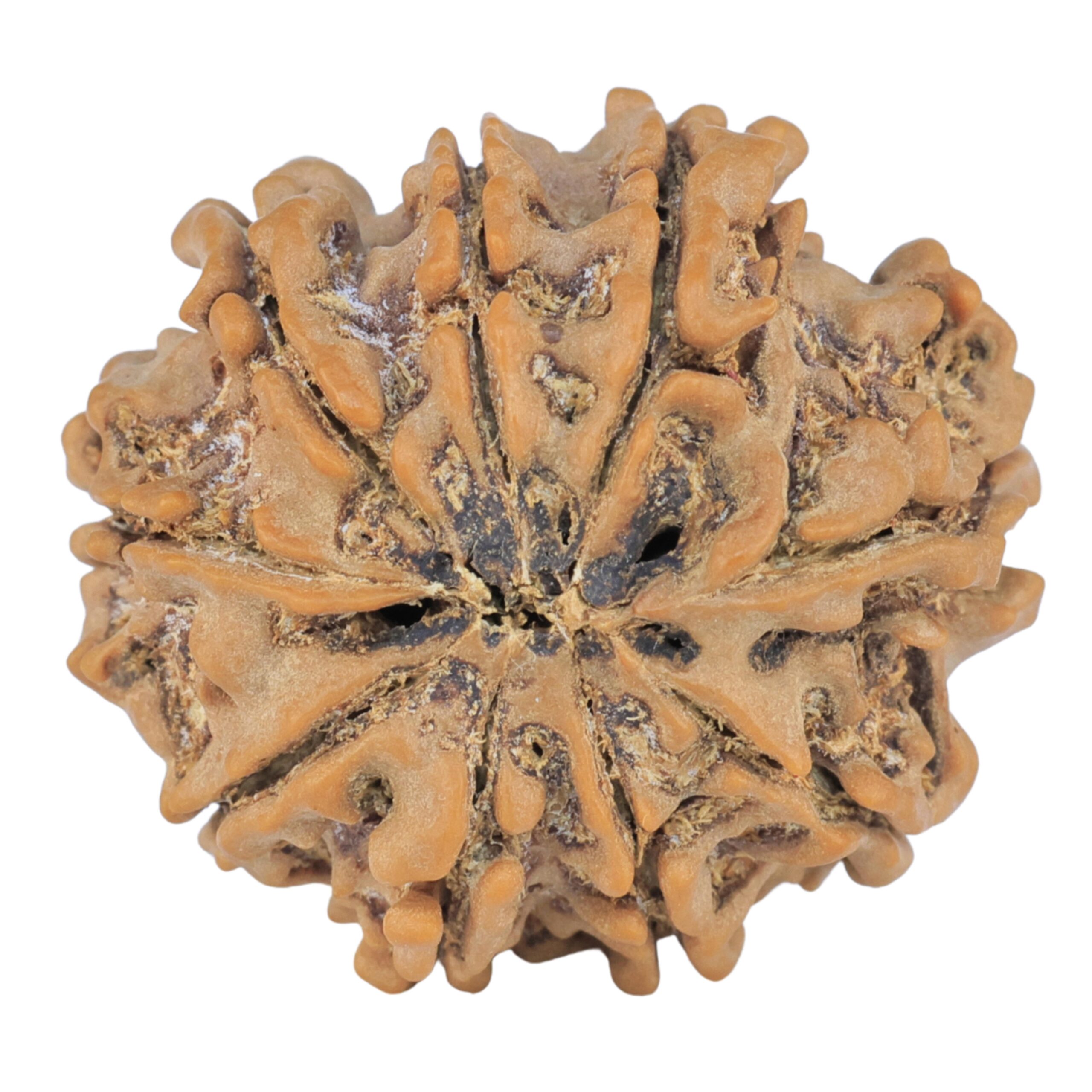 9 Mukhi Rudraksha 25.1mm 3.8gm - Rudraksha back