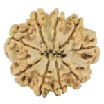 9 Mukhi Rudraksha 28.2mm 5.45gm - Rudraksha back
