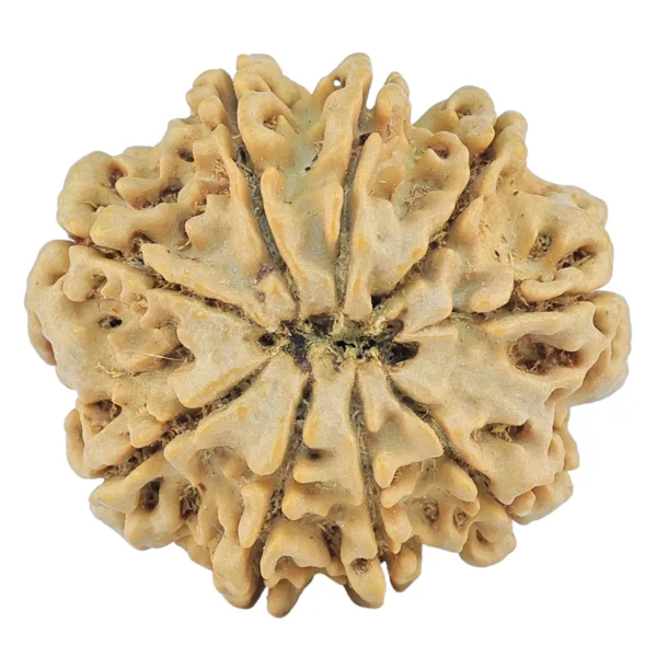 9 Mukhi Rudraksha 28.2mm 5.45gm - Rudraksha back