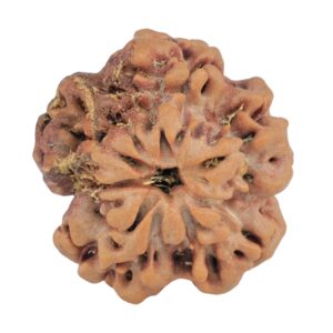 1MK(Underdeveloped) 22.5mm 3.93gm - Rudraksha back
