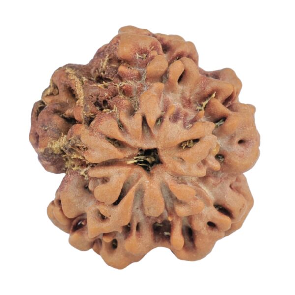 1MK(Underdeveloped) 22.5mm 3.93gm - Rudraksha back