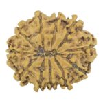 11 Mukhi Rudraksha 24.4mm 2.94gm - Rudraksha back