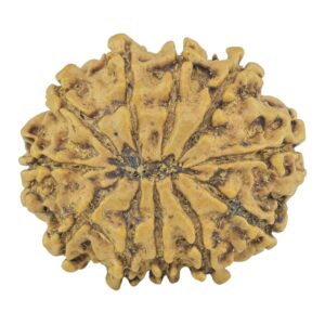 11 Mukhi Rudraksha 24.4mm 2.94gm - Rudraksha back