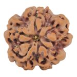 1MK(Underdeveloped) 23.5mm 4gm - Origin: Nepal - Rudraksha back