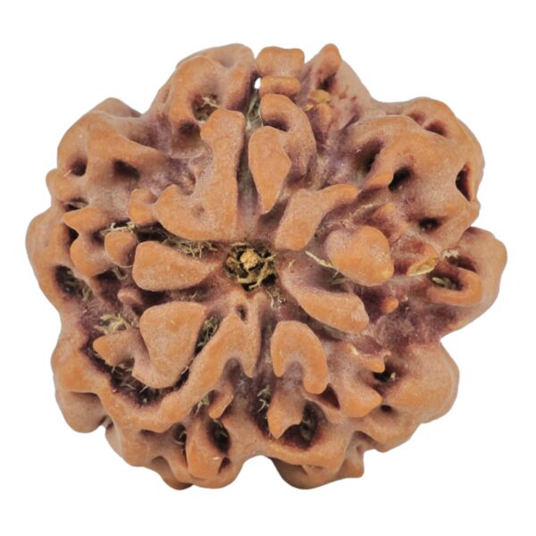 1MK(Underdeveloped) 23.5mm 4gm - Origin: Nepal - Rudraksha back