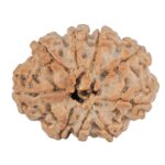 9 Mukhi Rudraksha 26.1mm 4.38gm - Rudraksha back