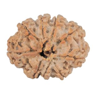 9 Mukhi Rudraksha 26.1mm 4.38gm - Rudraksha back
