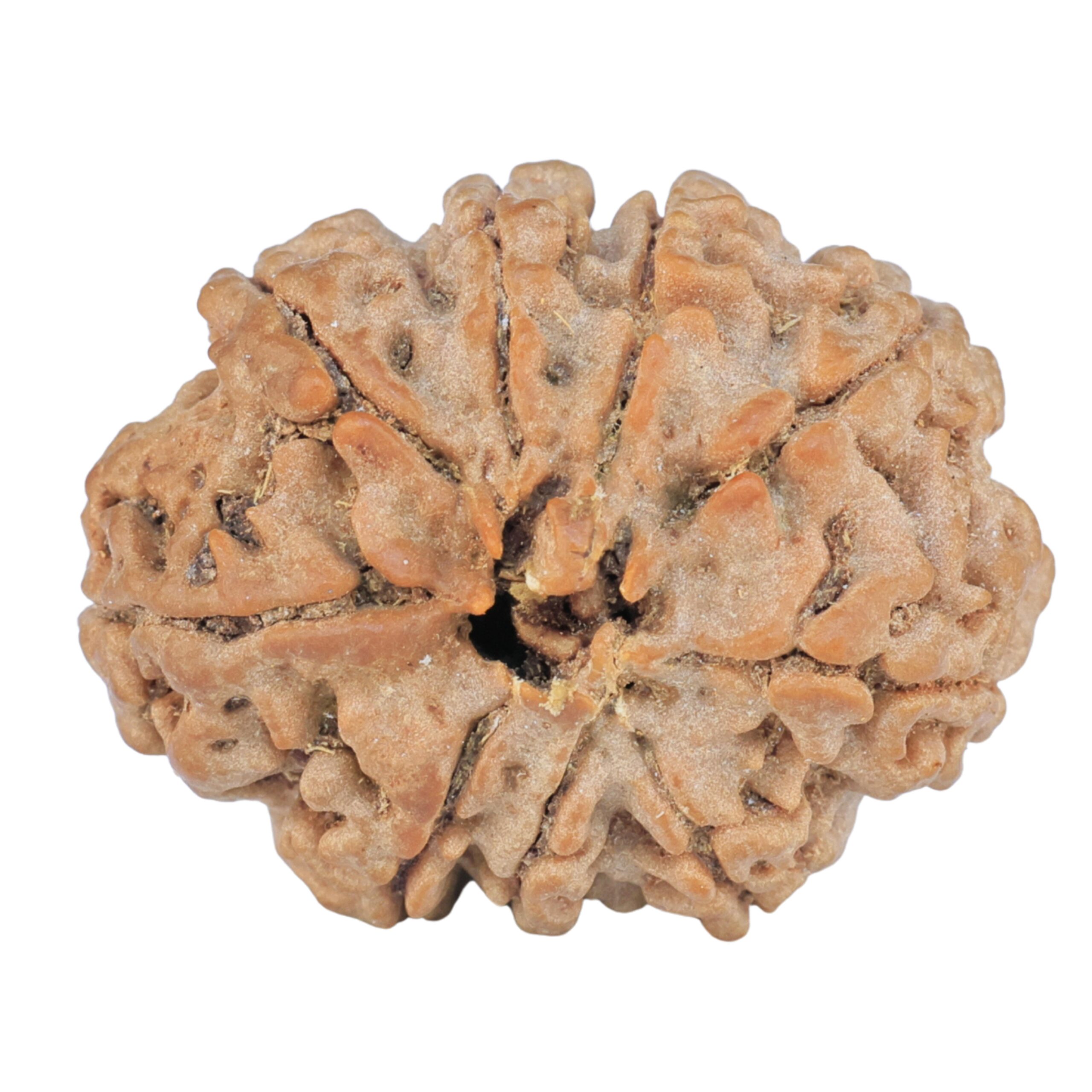 9 Mukhi Rudraksha 26.1mm 4.38gm - Rudraksha back