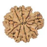 9 Mukhi Rudraksha 26.2mm 4.64gm - Rudraksha back