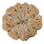 9 Mukhi Rudraksha 32.2mm 9gm - Rudraksha back